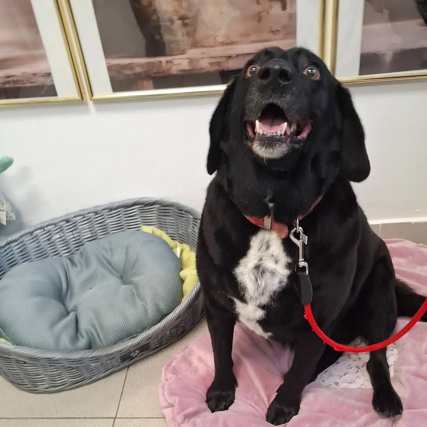 Crni pas s bliještećom dlakom nakon Passito grooming tretmana