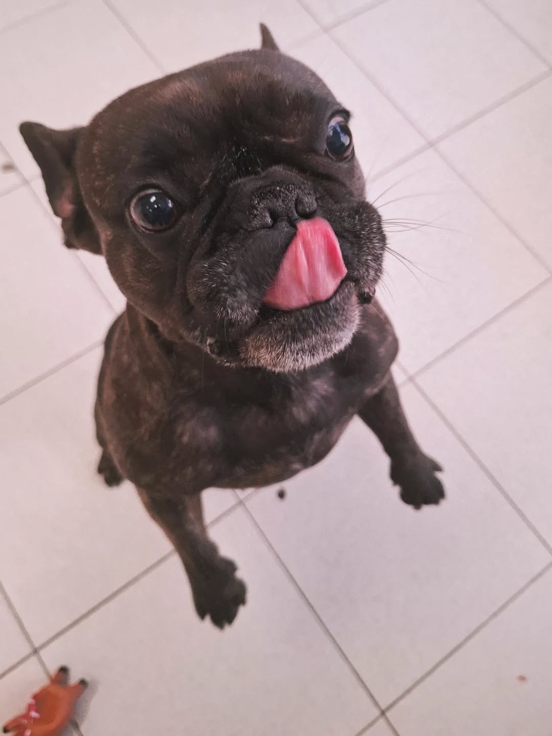 Francuski buldog nakon grooming tretmana u Passitu Labin