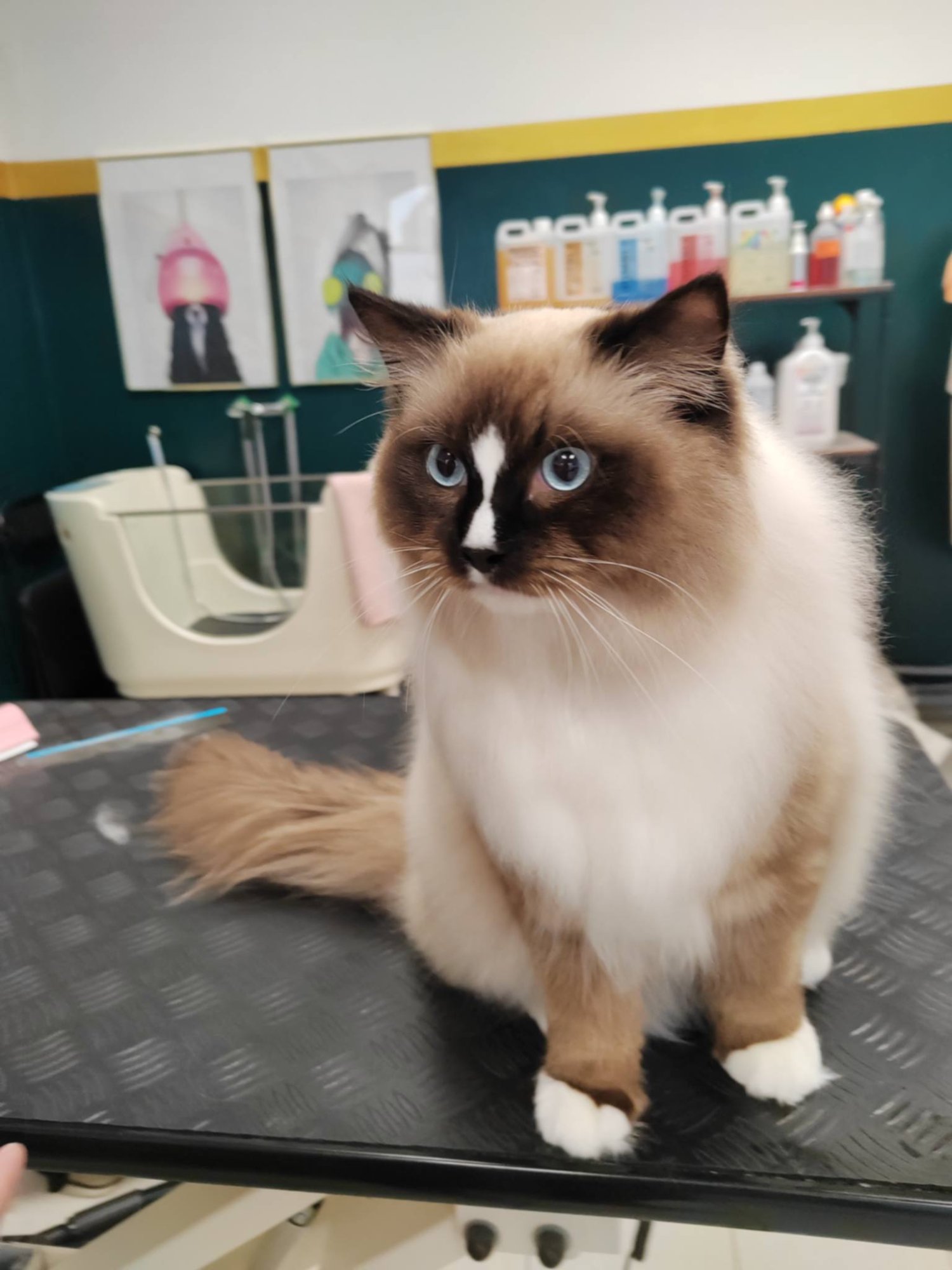 Birman mačka s plavim očima nakon grooming tretmana u Passito salonu Labin