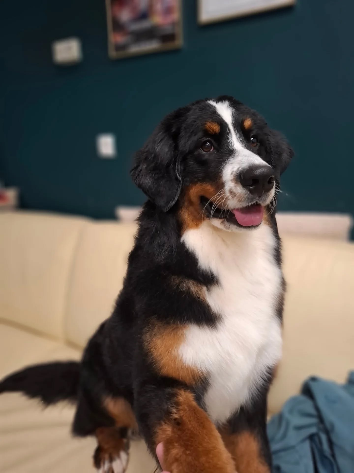 Uredan i sretan pas nakon posjeta Passito dog grooming salonu