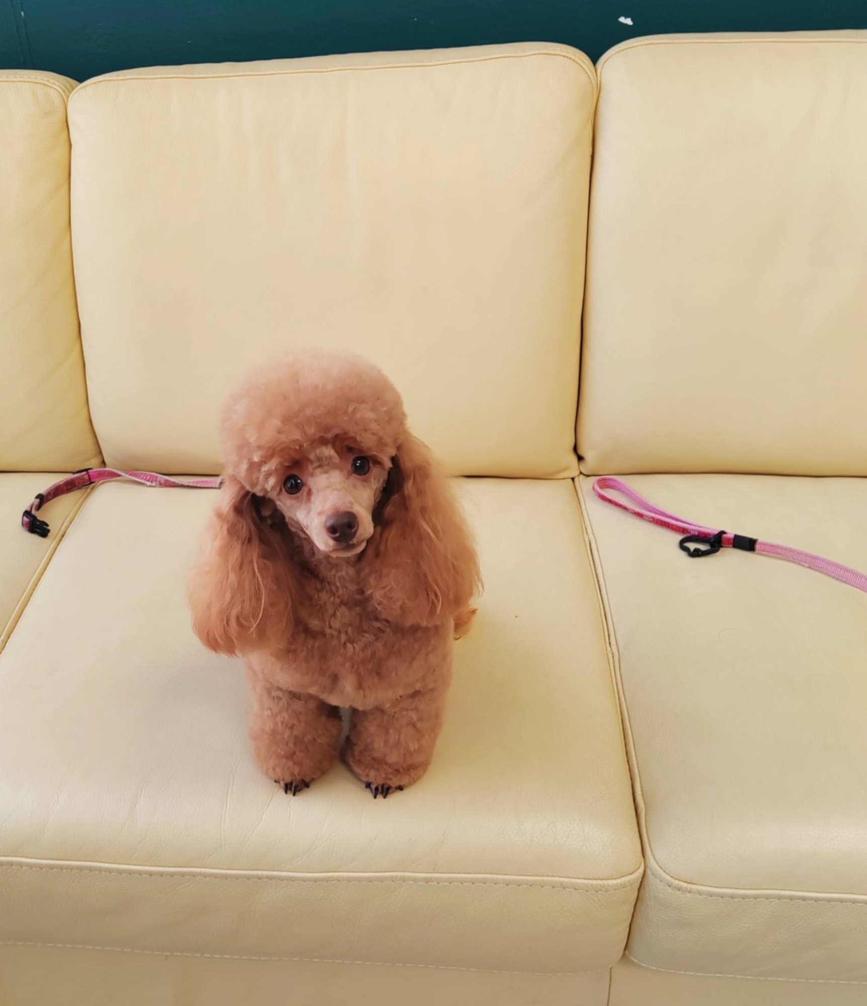 Crvena pudlica nakon profesionalnog grooming tretmana u Passito salonu Labin
