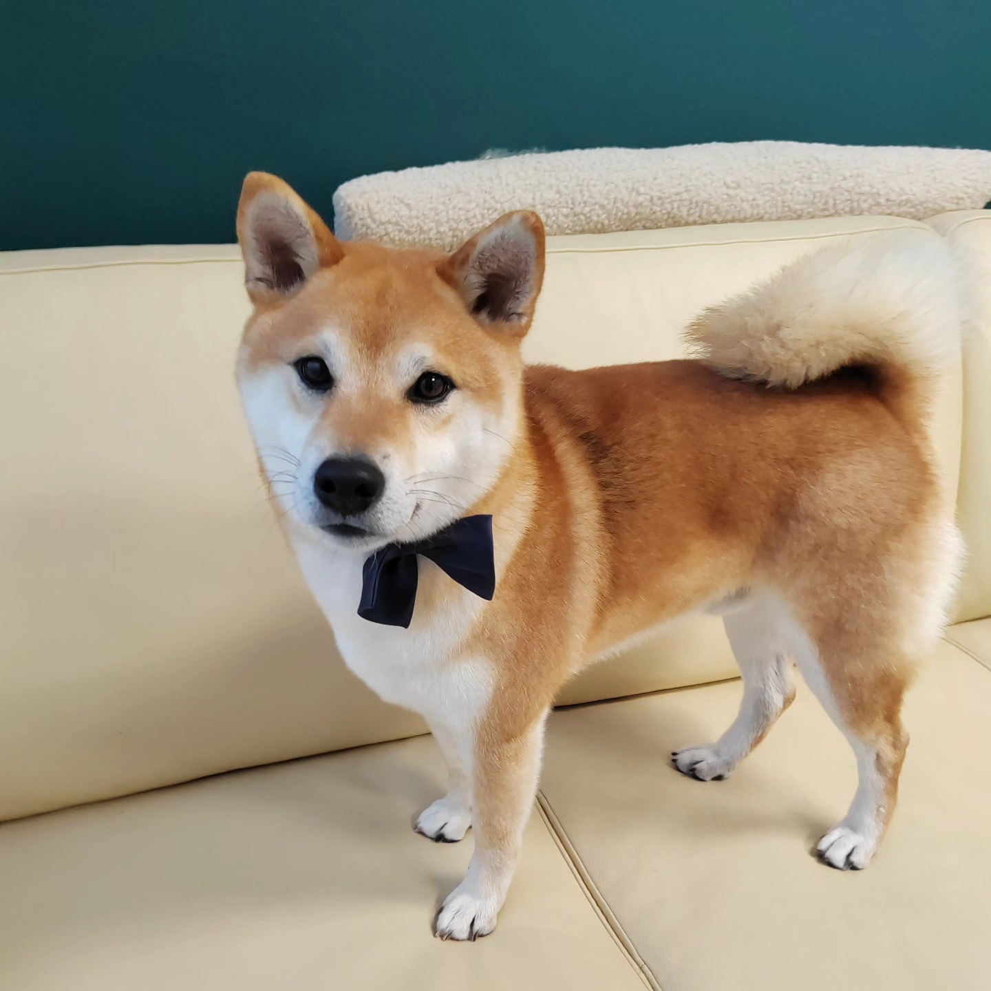 Shiba inu nakon profesionalnog šišanja u Passito grooming salonu Labin