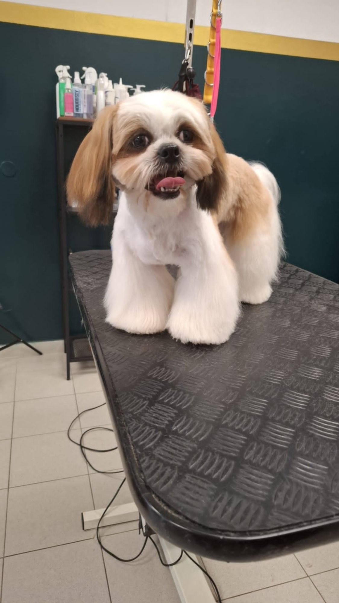 Shih tzu s prekrasnom dlakom nakon šišanja u Passito grooming salonu