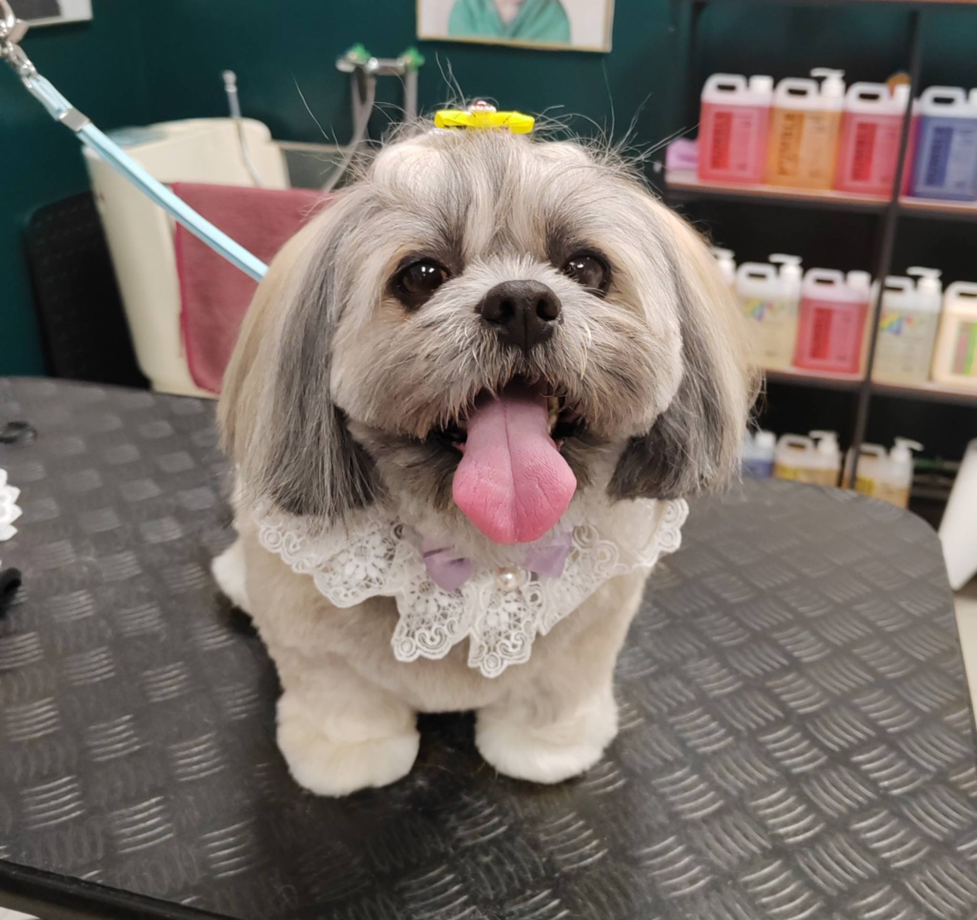 Shih tzu s mašnom i čipkastim ovratnikom nakon SPA tretmana u Passitu