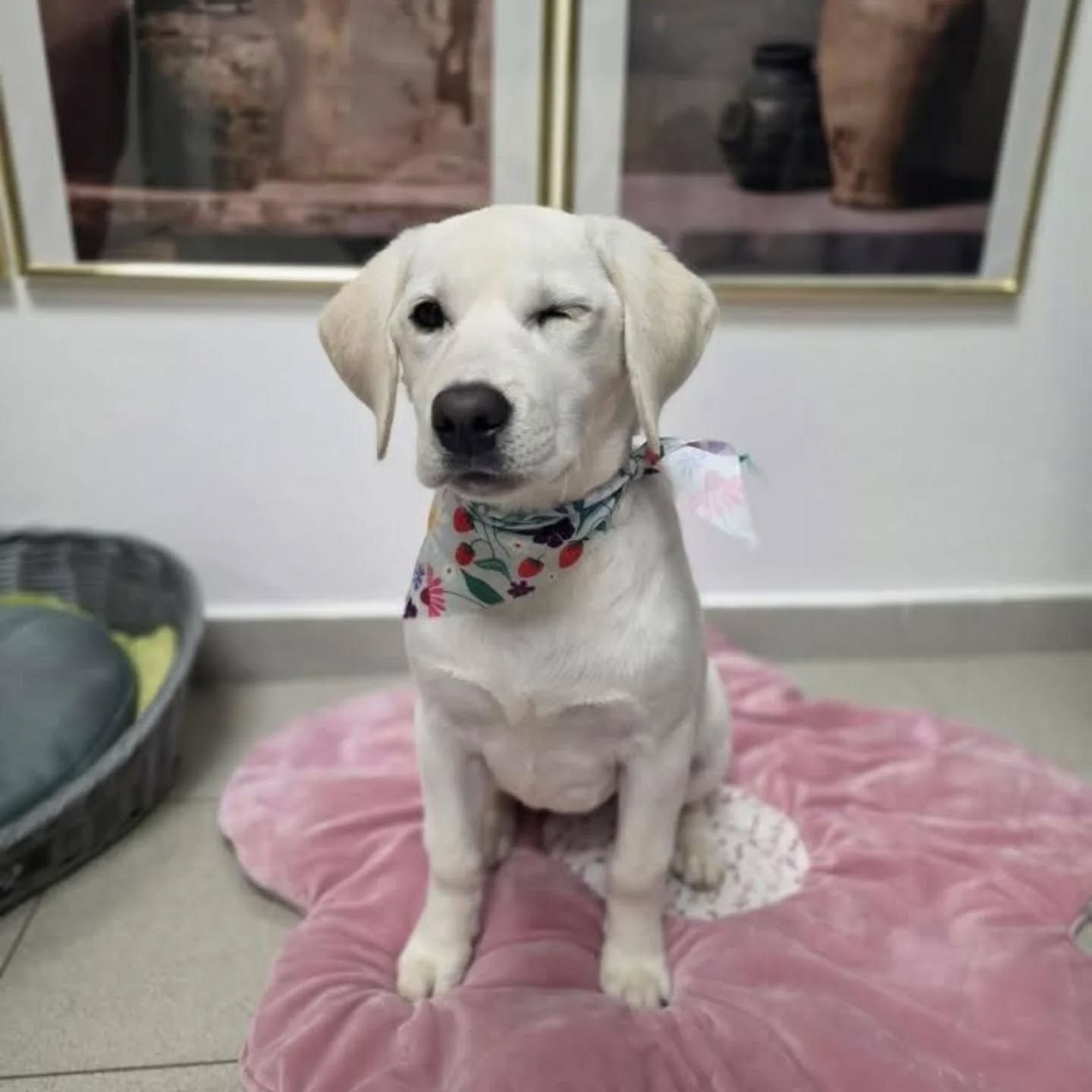Sretni pas nakon grooming tretmana u Passito salonu Labin